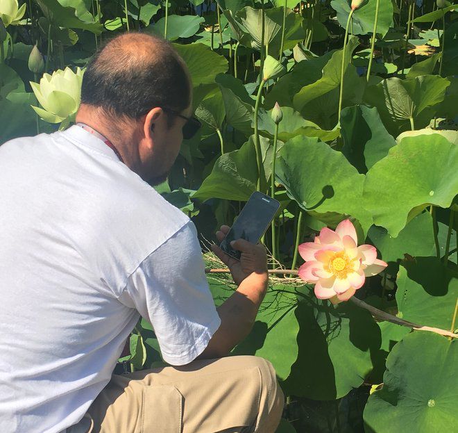 They’re Back: The Echo Park Lake lotus blooms and the people who love to photograph them